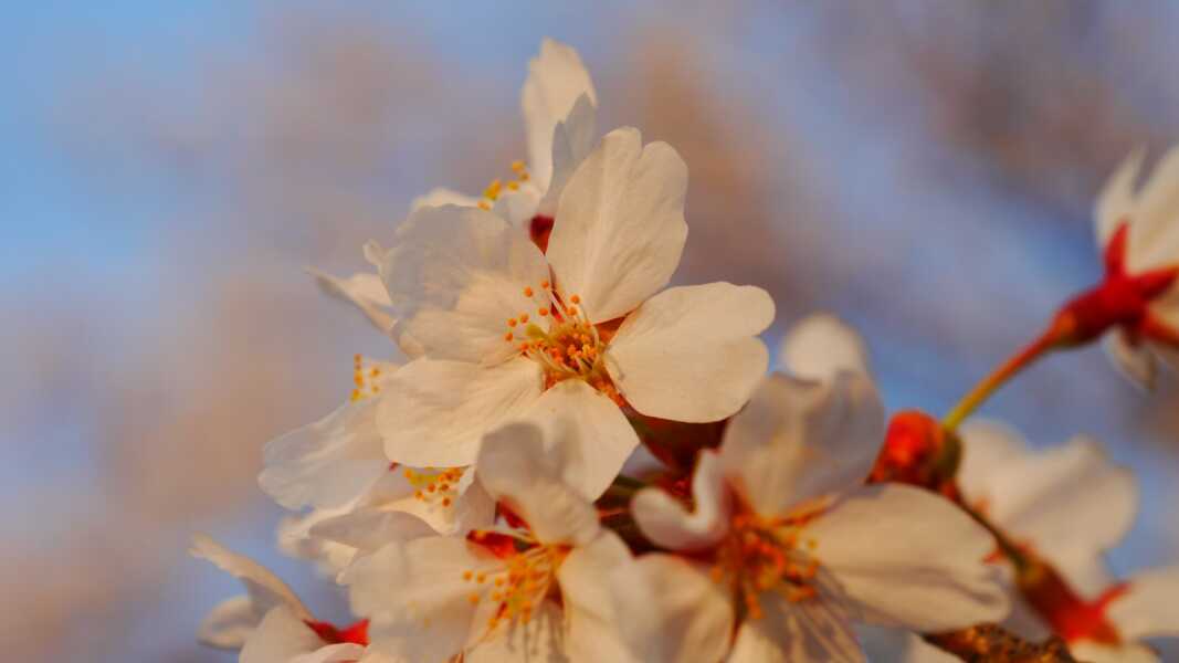 手取川河川敷の桜並木