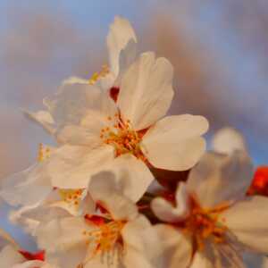 手取川河川敷の桜並木