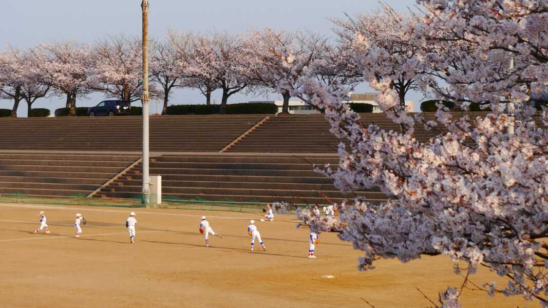 手取川河川敷の桜並木