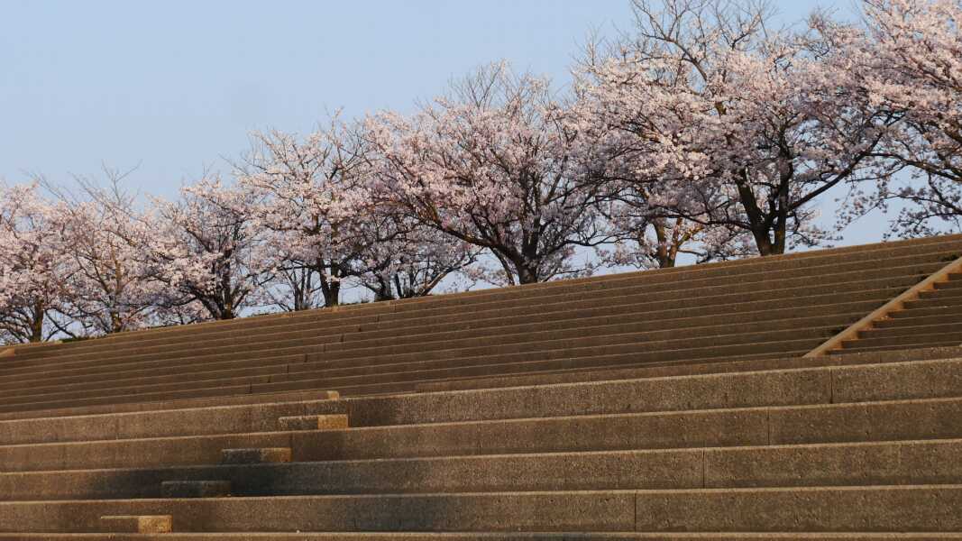 手取川河川敷の桜並木