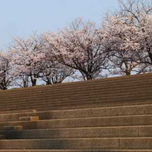 手取川河川敷の桜並木