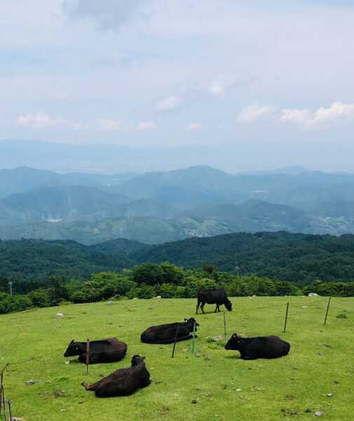 大川原高原