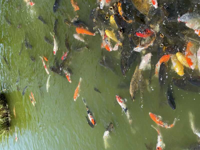 金魚と鯉の郷広場