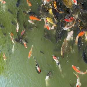 金魚と鯉の郷広場