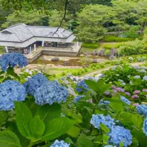 あじさい公園