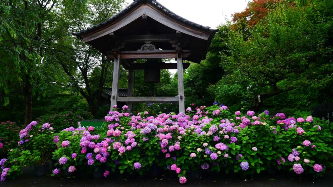 平等寺（アジサイの寺）