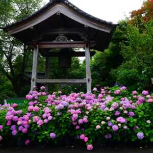 平等寺（アジサイの寺）