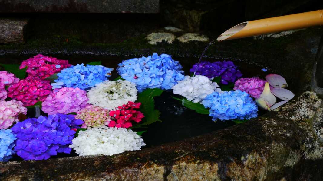 平等寺（アジサイの寺）