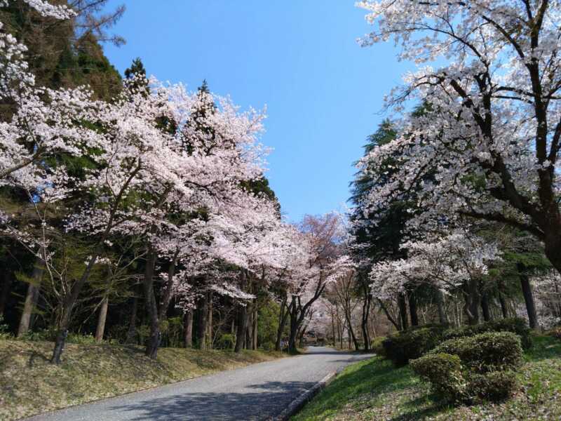 樹木公園