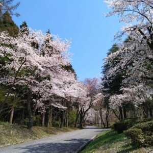 樹木公園