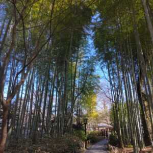 修善寺 竹林の小径