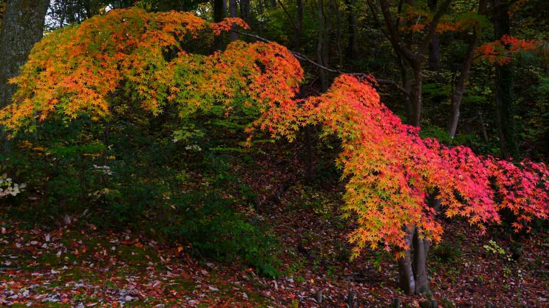 辰口丘陵公園