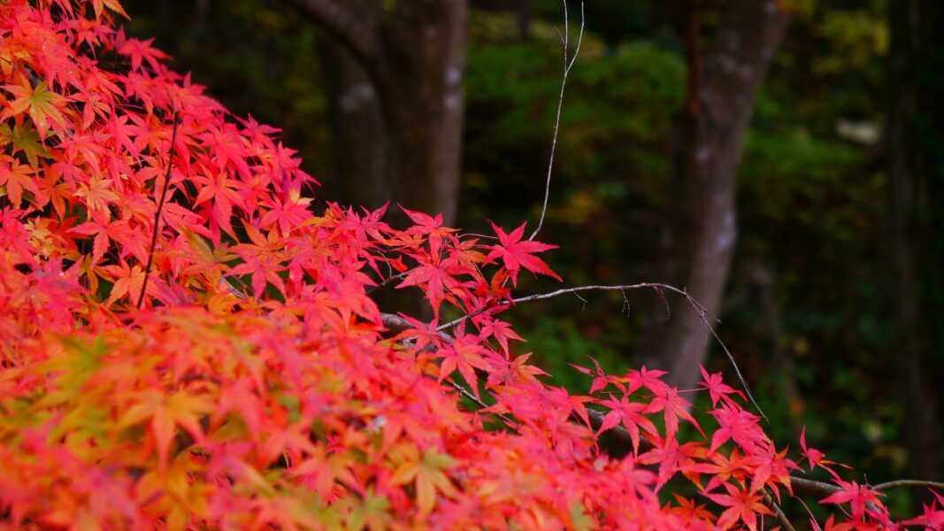 辰口丘陵公園