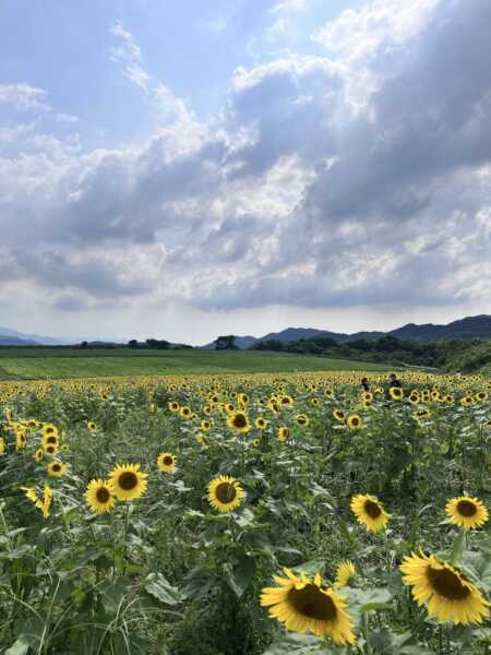 中山ひまわり団地