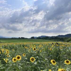 中山ひまわり団地