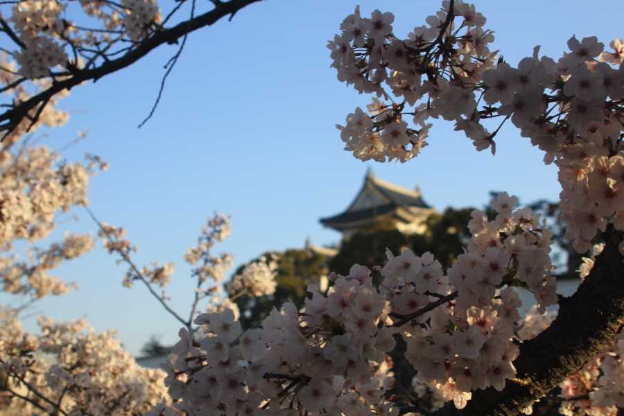岸和田城