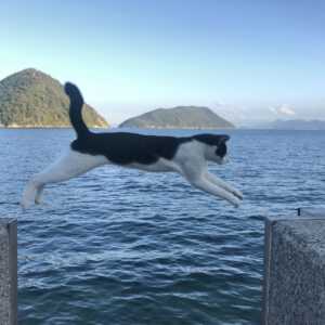 佐柳島