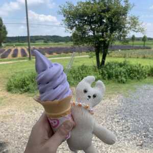 佐倉ラベンダーランド