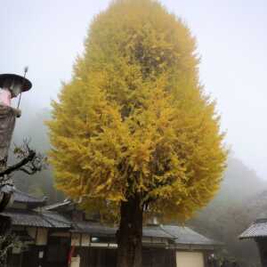 弘誓寺