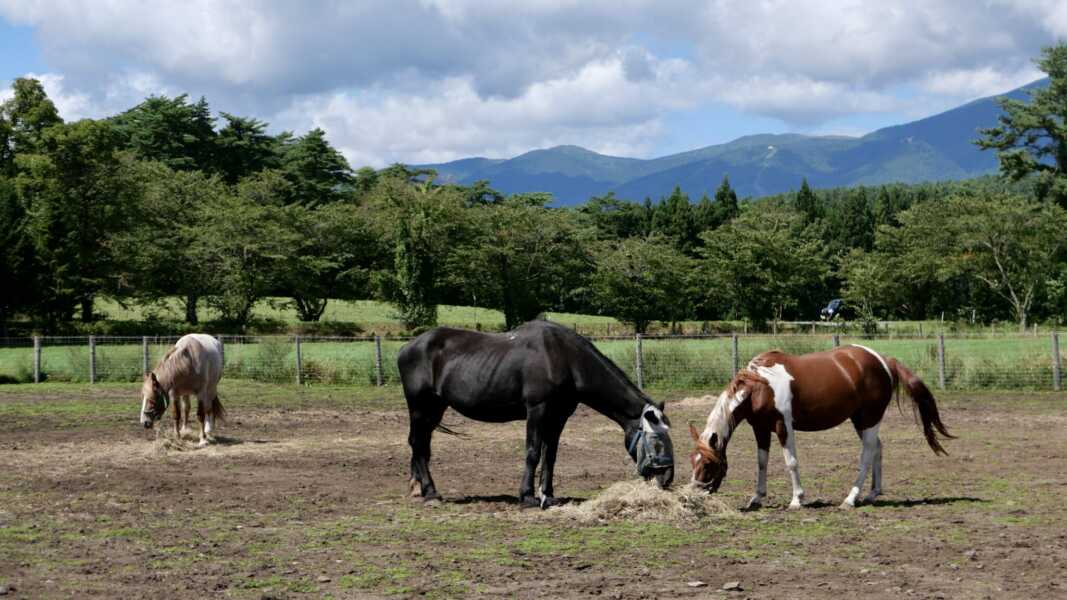 小岩井農場