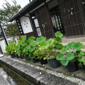 鹿野城跡公園