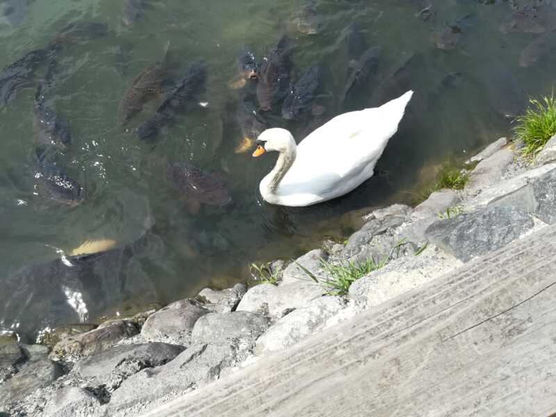 鹿野城跡公園