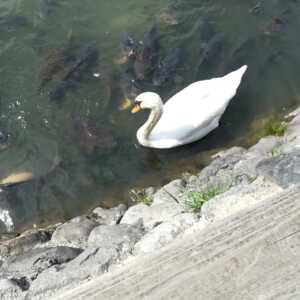 鹿野城跡公園