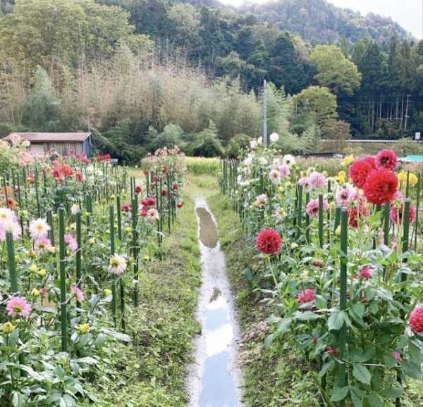 黒川ダリヤ園