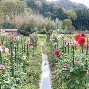 黒川ダリヤ園