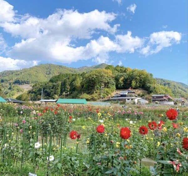 黒川ダリヤ園