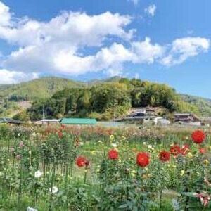 黒川ダリヤ園