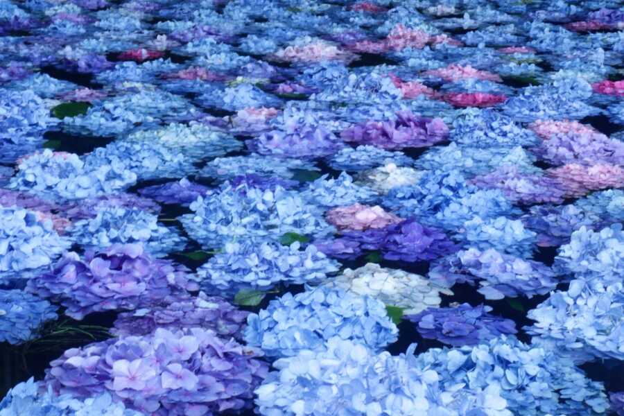 みちのくあじさい園