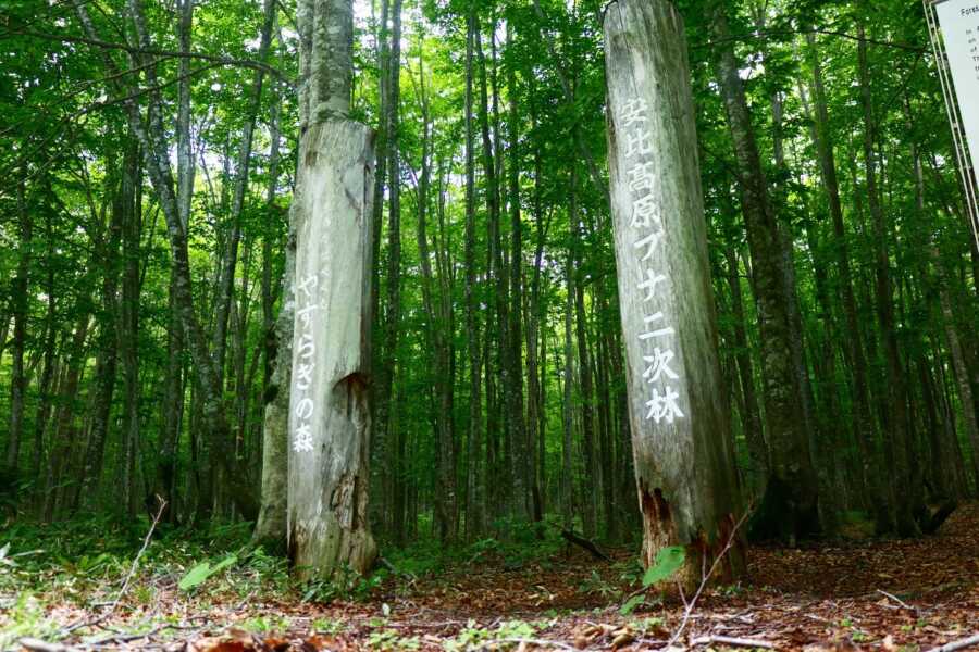 安比高原 ブナ二次林