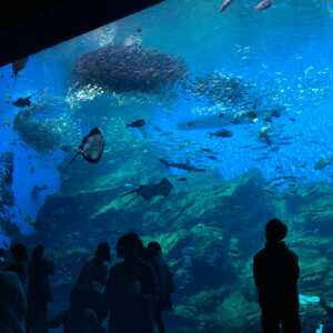 仙台うみの杜水族館
