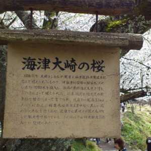 海津大崎