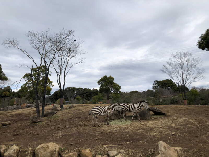 よこはま動物園ズーラシア