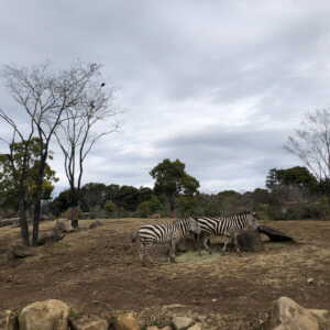 よこはま動物園ズーラシア