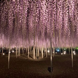 足利フラワーパーク