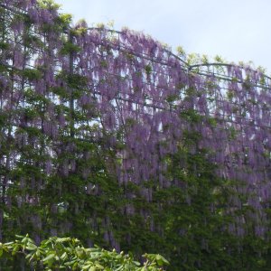 足利フラワーパーク