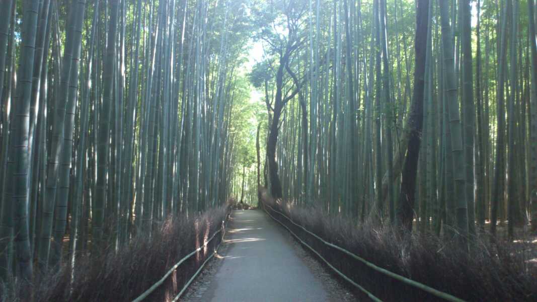 竹林の小径