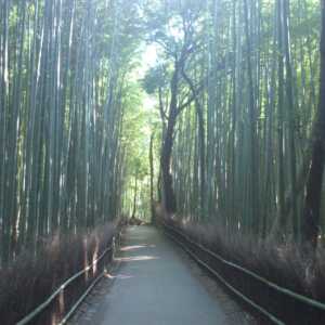 竹林の小径