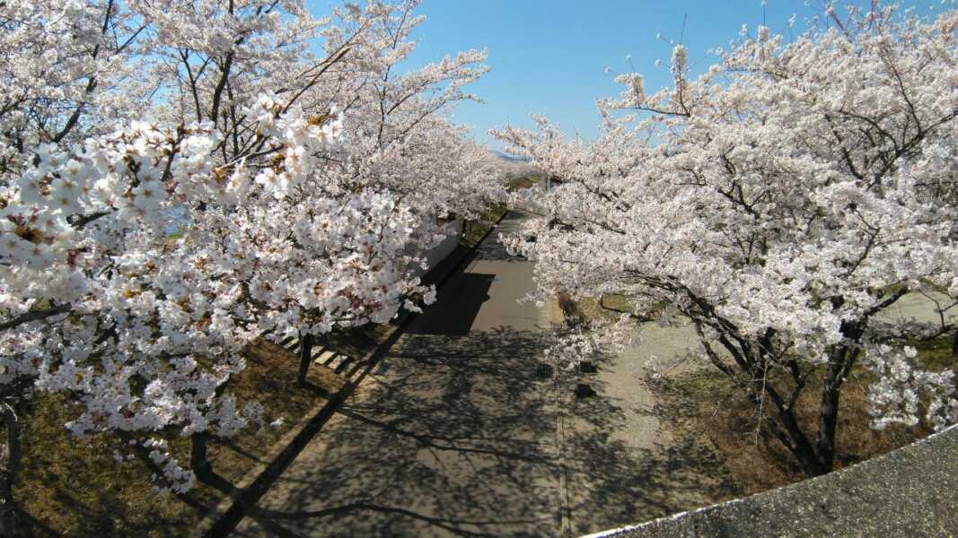 一目千本桜