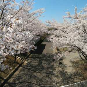 一目千本桜