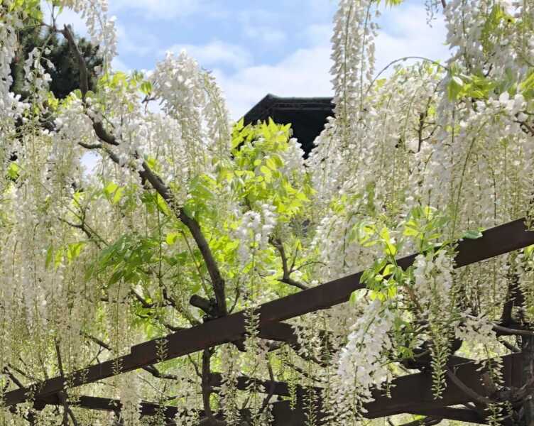 葛井寺