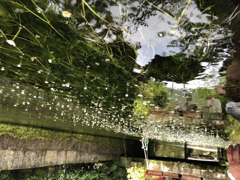 梅花藻の観れる清水