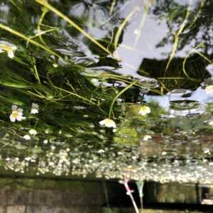 梅花藻の観れる清水