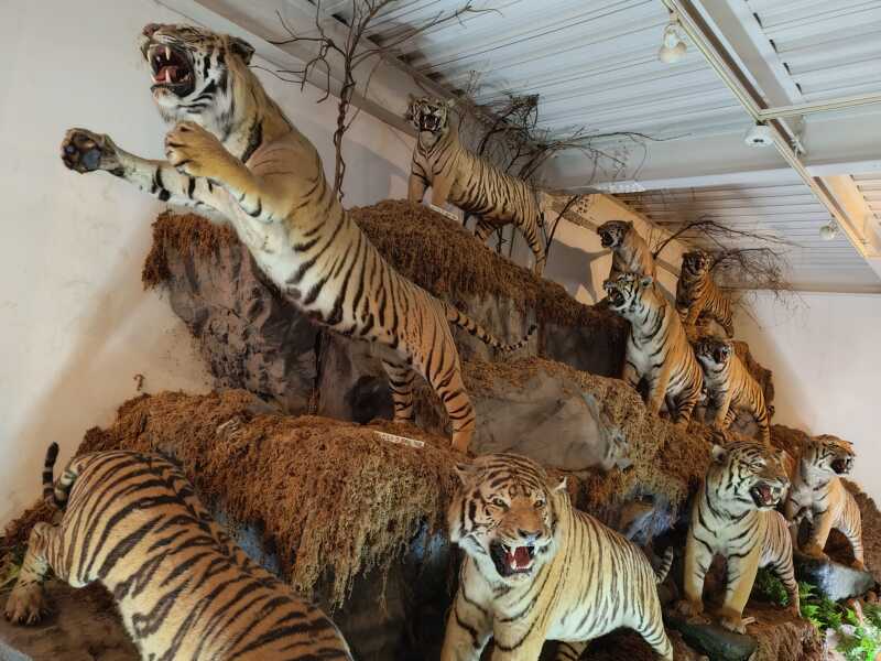 ねこの博物館