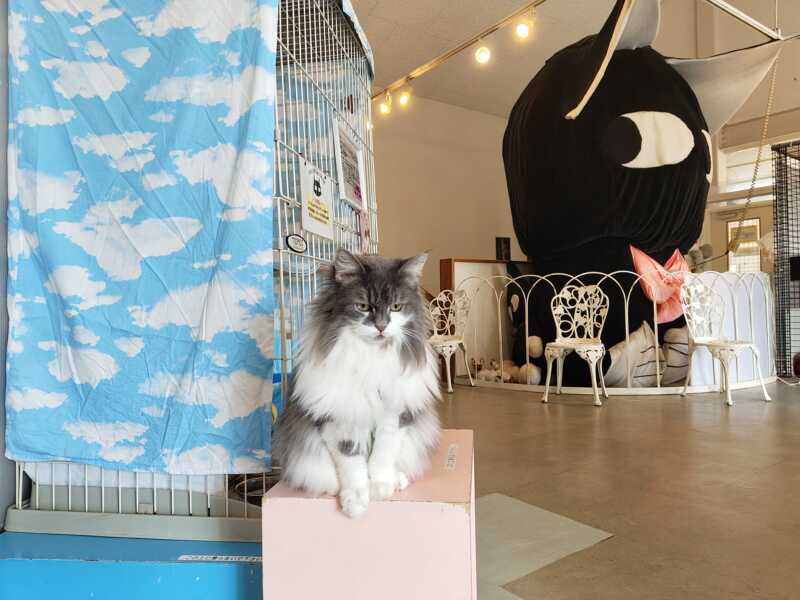 ねこの博物館