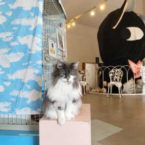 ねこの博物館