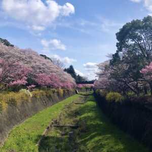 国営昭和記念公園